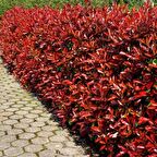 BAHÇEVİLYA Alev Ağacı [BOYLU] 3 Yaş